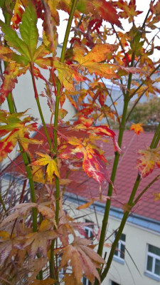 WP_20201030_07_20_11_Pro.jpg