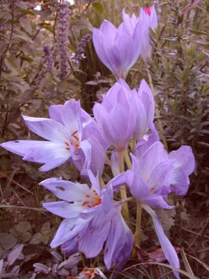 colchicum_gesamt.jpg