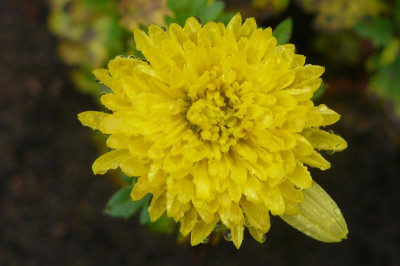 Chrysanthemum `Citronella`.jpg