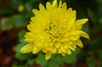 Chrysanthemum `Goldmarie`.jpg
