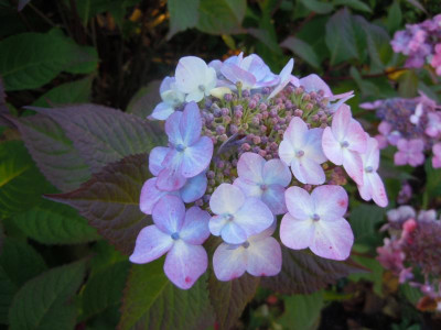 DSCN0388.JPG