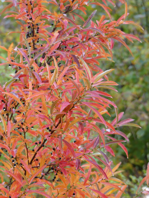 2020-10-31 Lindera angustifolia.jpg
