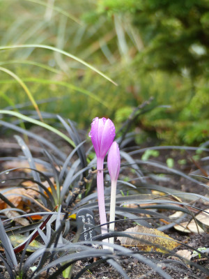 2020-10-31 Colchicum pannonicum.jpg