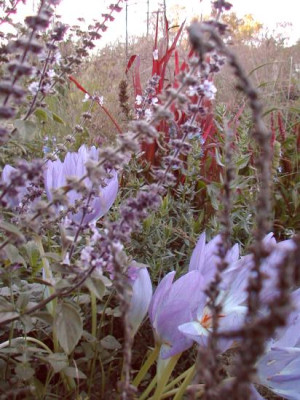 Colchicum_Imperata.jpg