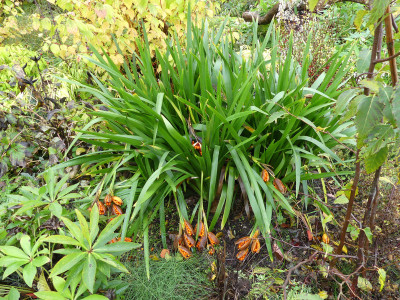 2020-10-31 Iris foetidissima 1.jpg
