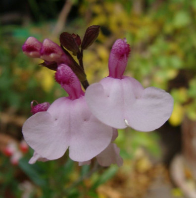 Salvia greggii Joy20-7.jpg