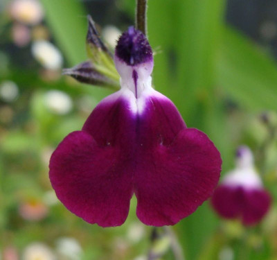 Salvia greggii Amethyst Lips.jpg