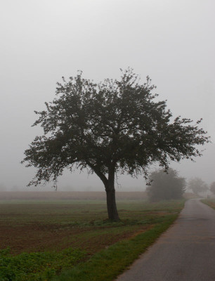 NebelApfelbaum.jpg