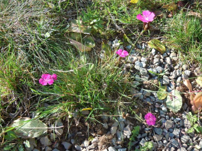 DSCN0379.JPG