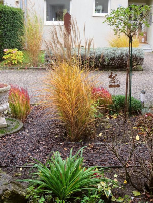 Miscanthus_Herbst.JPG