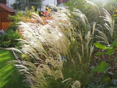 Miscanthus02_2012.jpg