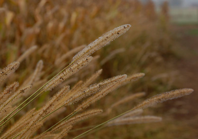 Gras-vor-Mais.jpg