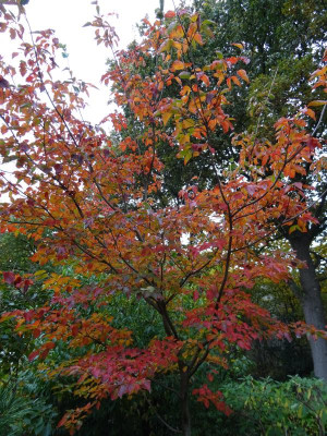 Cornus Venus Oktober 2020.JPG