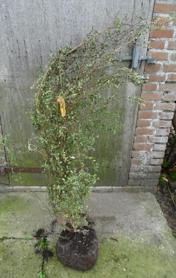 Indigofera 1.JPG