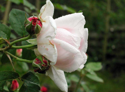DSCN5897_Eglantyne.jpg