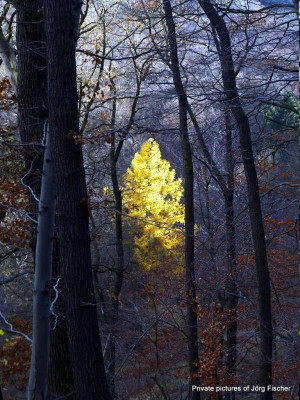 Der Leuchtbaum ( Lärche Larix).jpg