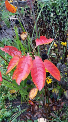 20201101_111825.jpg
