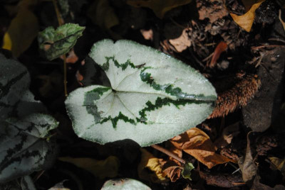 DSC_1698.JPG