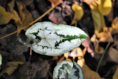 DSC_1699.JPG
