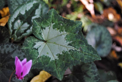 DSC_1706.JPG