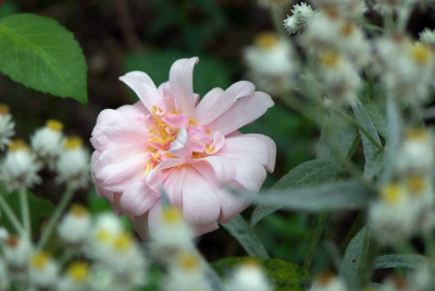 100_0800_perledOr.jpg
