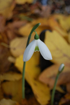 DSC_0316.JPG