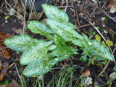 2020-11-01 Arum concinnatum 'Aghia Vavara'.jpg