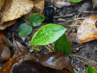 2020-11-01 Arum 'Splish Splash'.jpg