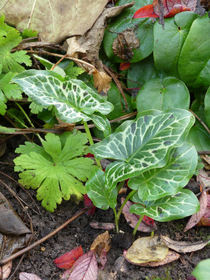 2020-11-01 Arum 'Yarnells'.jpg