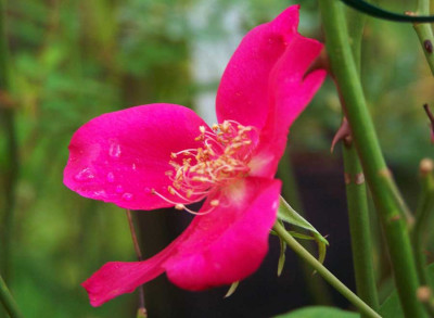 100_0980_Sanguinea.jpg