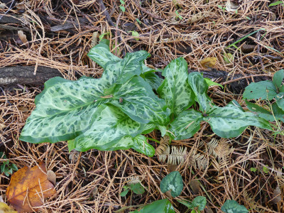 2020-11-01 Arum 'Lady Aron'.jpg
