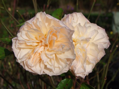 2020_0803AnfangNovember0022.JPG