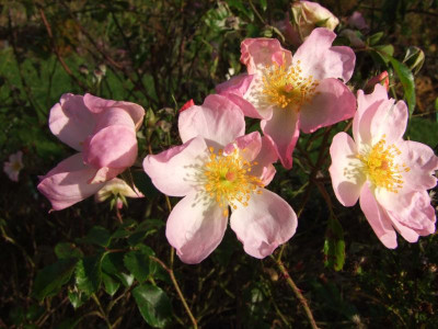 2020_0803AnfangNovember0050.JPG