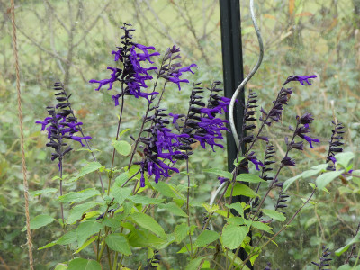 2020-10-31 Salvia 'Amistad'.jpg