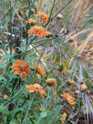 2020-11-01 Chrysanthemum 'Ordensstern' 1.jpg