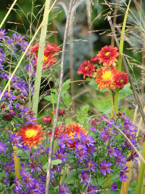 2020-11-01 Chrysanthemum 'Vreneli'.jpg