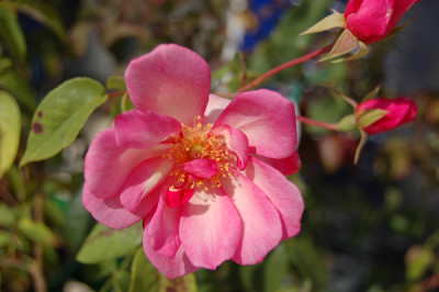 XPapillon_14913_93.jpg