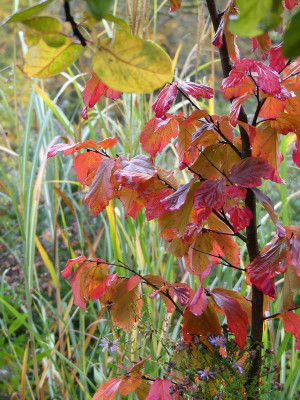 2020-10-31 Parrotia 'Felicie'.jpg