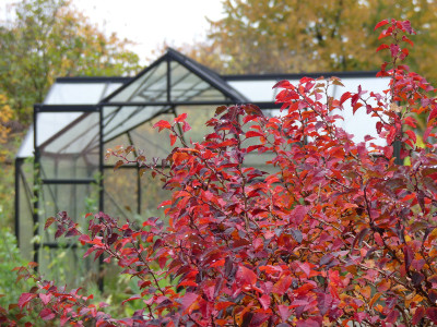 2020-10-31 Prunus incisa 'Kojou no mai' 1.jpg