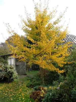 2020-11-01 Ginkgo 1.jpg