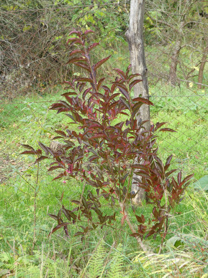 2020-11-01 Euonymus hamiltonianus 'Indian Summer'.jpg