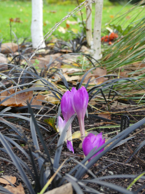 2020-11-01 Colchicum speciosum ' Atrorubens' 2.jpg