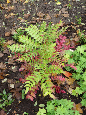2020-11-01 Mahonia 'Charity'.jpg