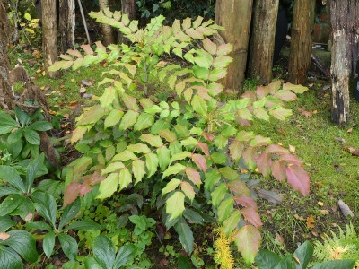 2020-11-01 Mahonia japonica 'Hivernant'.jpg