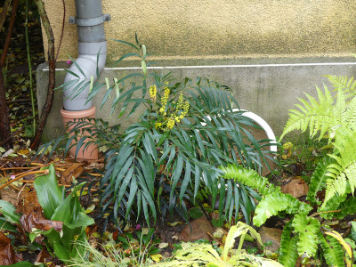 2020-10-31 Mahonia eurybracteata 'Narihira' 1.jpg