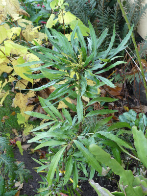 2020-11-01 Mahonia fortunei 'Curlicue'.jpg