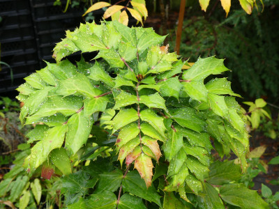 2020-10-31 Mahonia 'Pan's Peculiar' 1.jpg