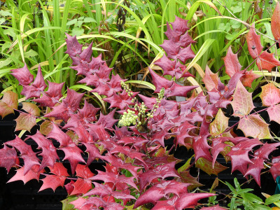 2020-10-31 Mahonia fargesii 1.jpg