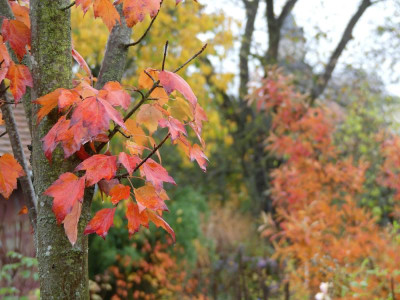 2020-10-31 Garteneinblick 11.jpg