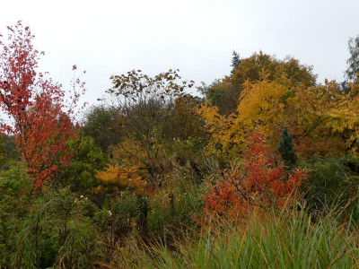 2020-10-31 Garteneinblick 67.jpg